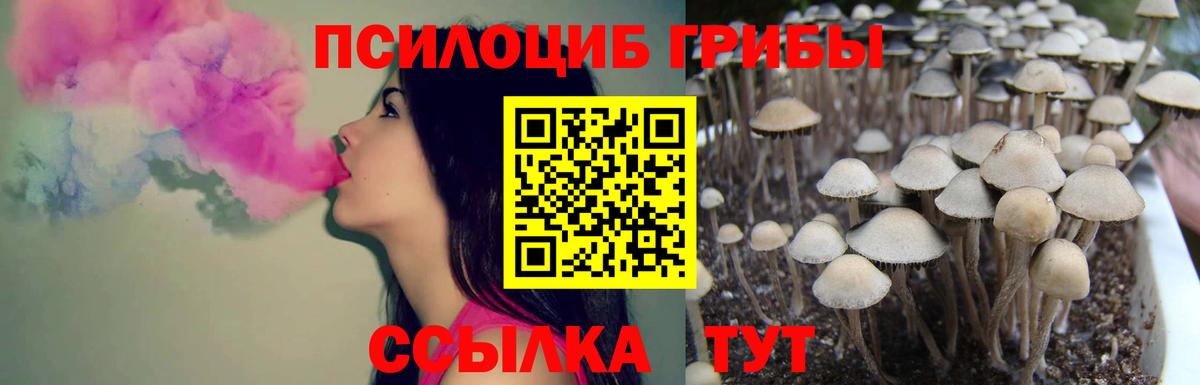 Псилоцибиновые грибы Cubensis Жуковский